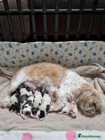 Shih Tzu dogs Meet Our Gorgeous Shih Tzu Puppies! - Advert 4