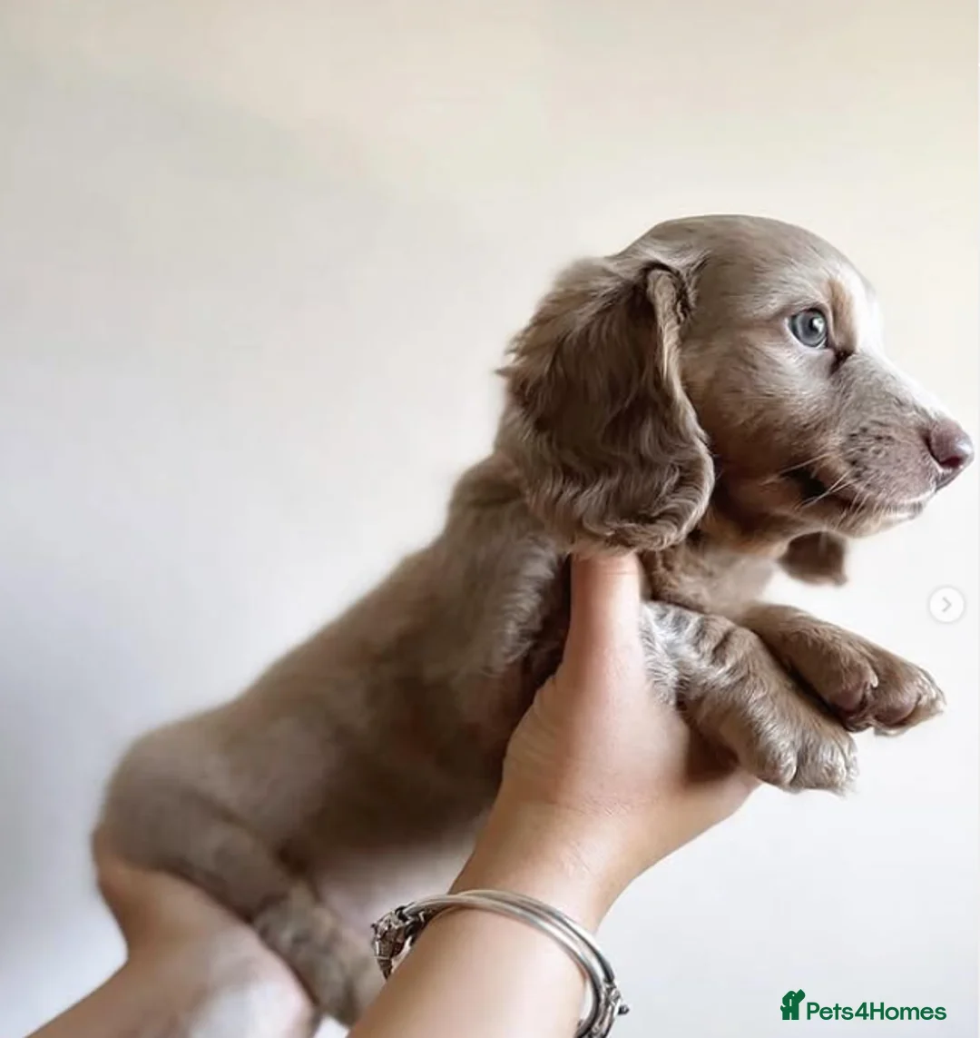 Miniature Dachshund dogs for stud: Long-haired miniature Dachshund Stud Isabella/Tan - Advert 4