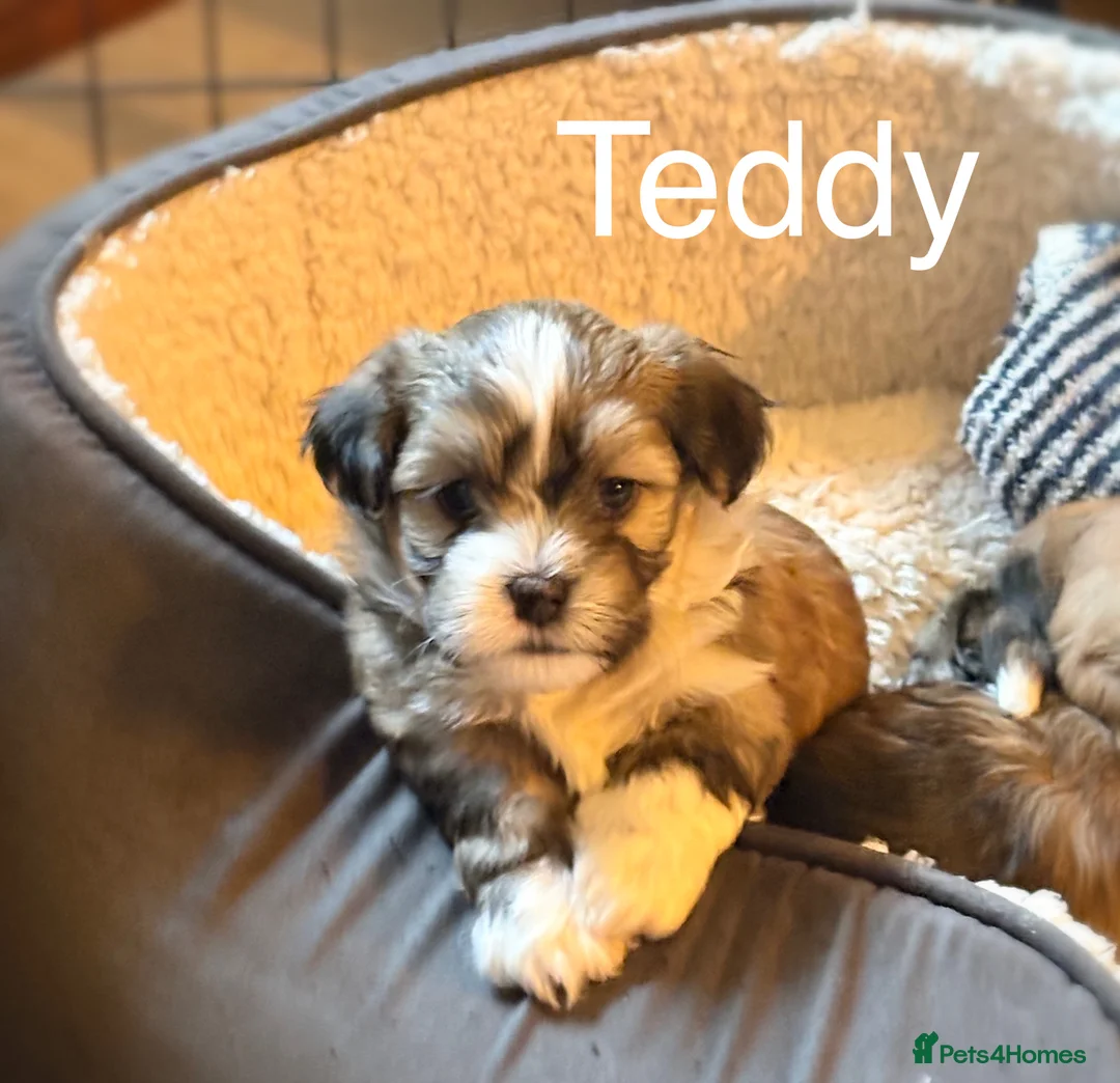 Havanese dogs for sale: Gorgeous Havanese Puppies  - Advert 5