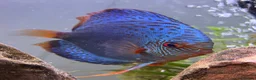 Discus fish for sale: Blue Scorpion Discus  5” plus - Advert 1