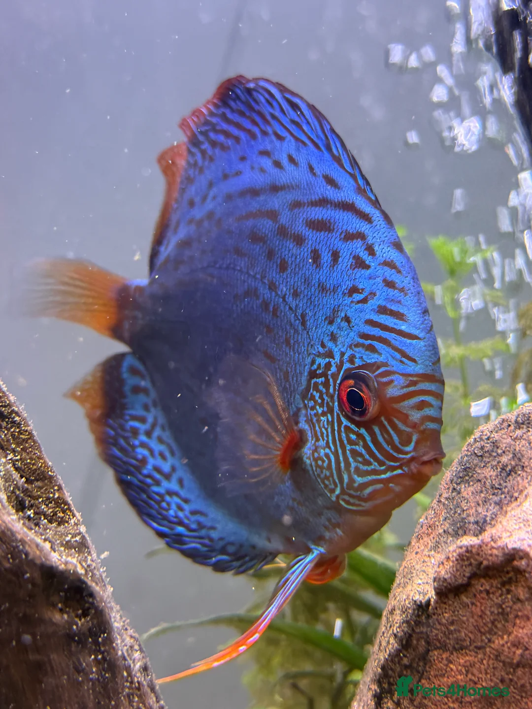 Discus fish for sale: Blue Scorpion Discus  5” plus - Advert 1