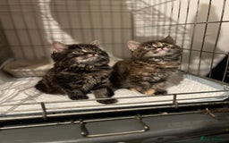 Ragdoll cats for sale: Lilly and poppy  - Image 1