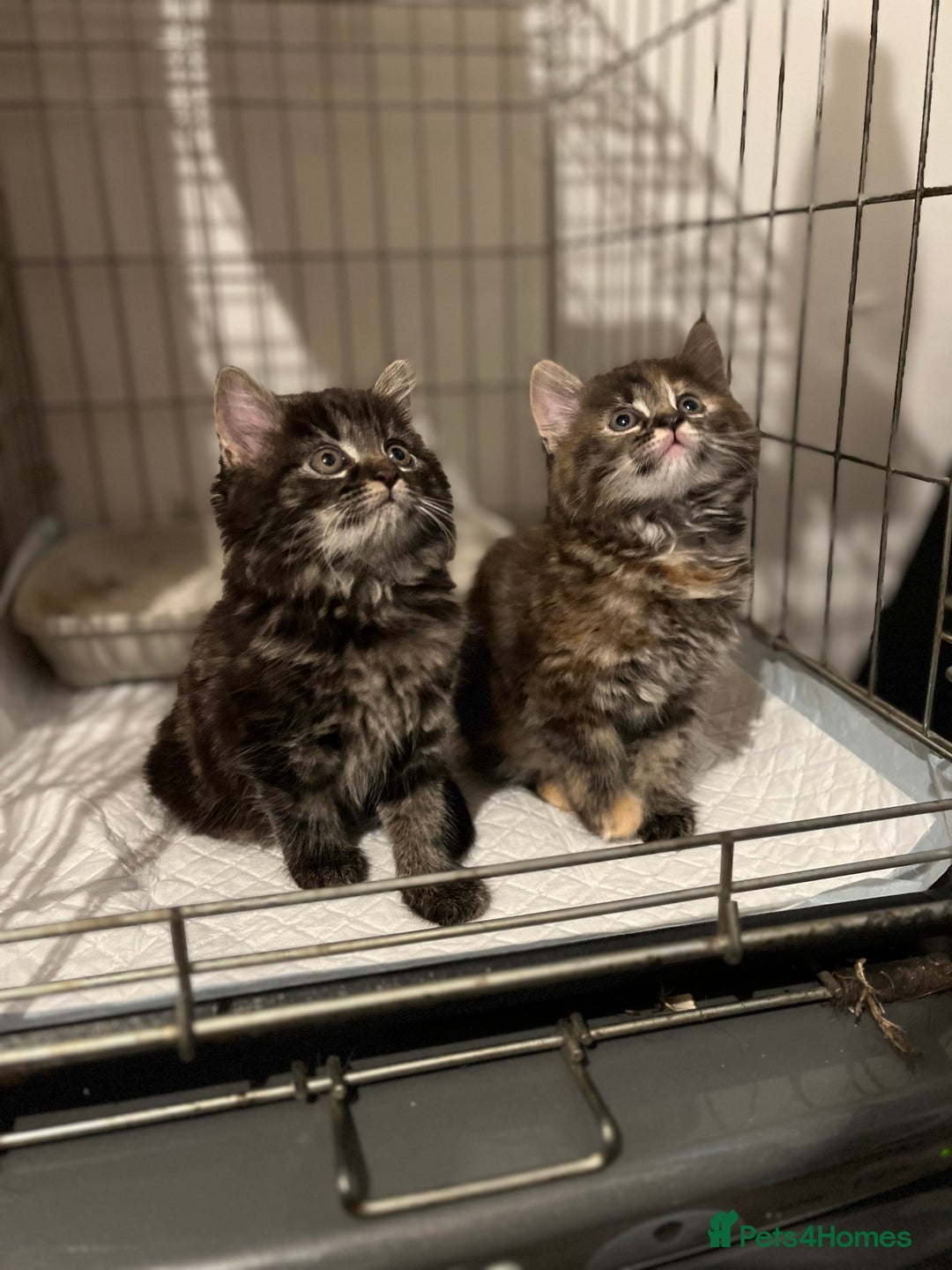 Ragdoll cats for sale: Lilly and poppy  - Image 1