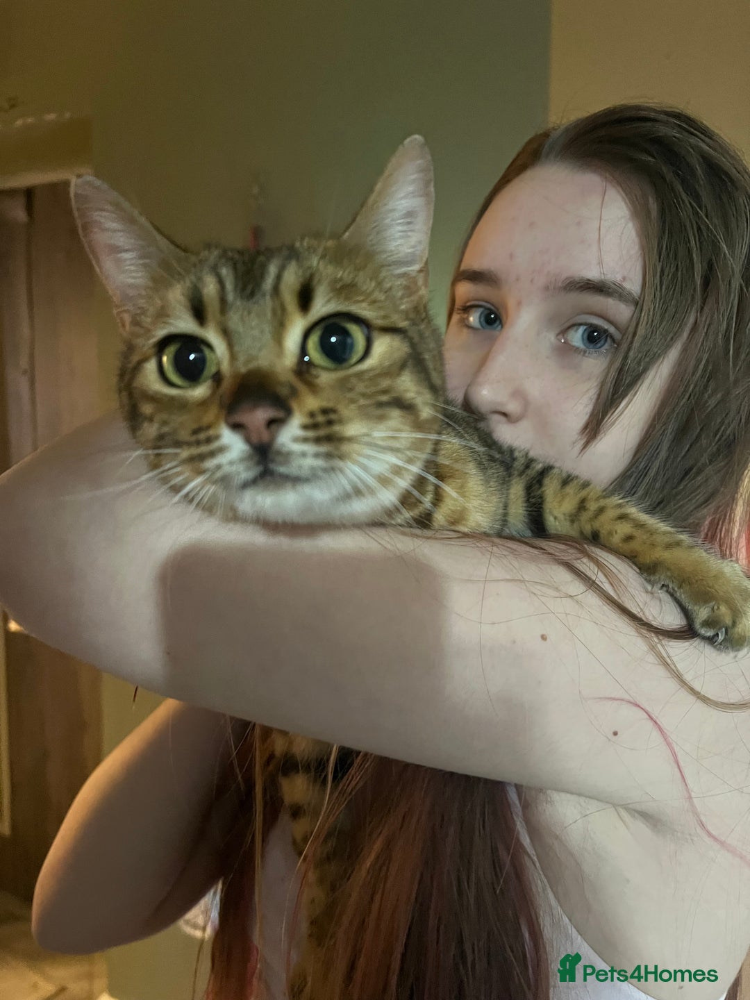 Bengal cats for sale: 2 girl bengals 13 month old - Advert 7