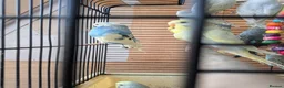 Budgerigars birds for sale: 🐦 Beautiful Baby Budgies Available! in London - Advert 8