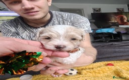 Maltipoo dogs for sale: F2 Mini Maltipoo,Toy size 4 boys - Image 15