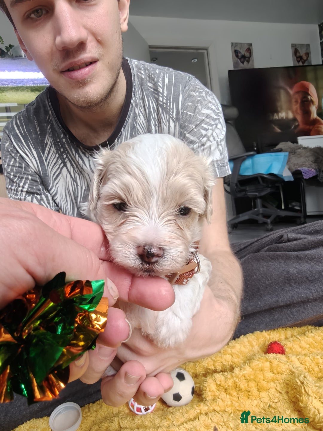 Maltipoo dogs for sale: F2 Mini Maltipoo,Toy size 4 boys - Image 15