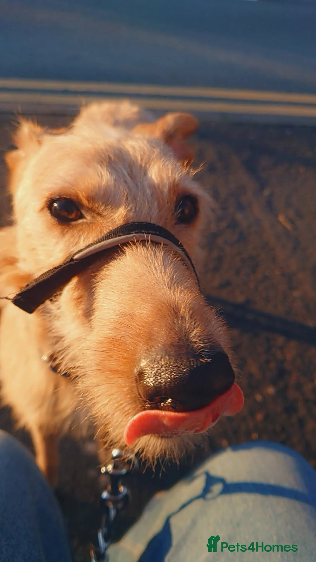 Lurcher dogs for sale: Loki, gorgeous lurcher in Leek - Advert 2