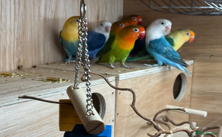 Lovebirds birds - Advert 1
