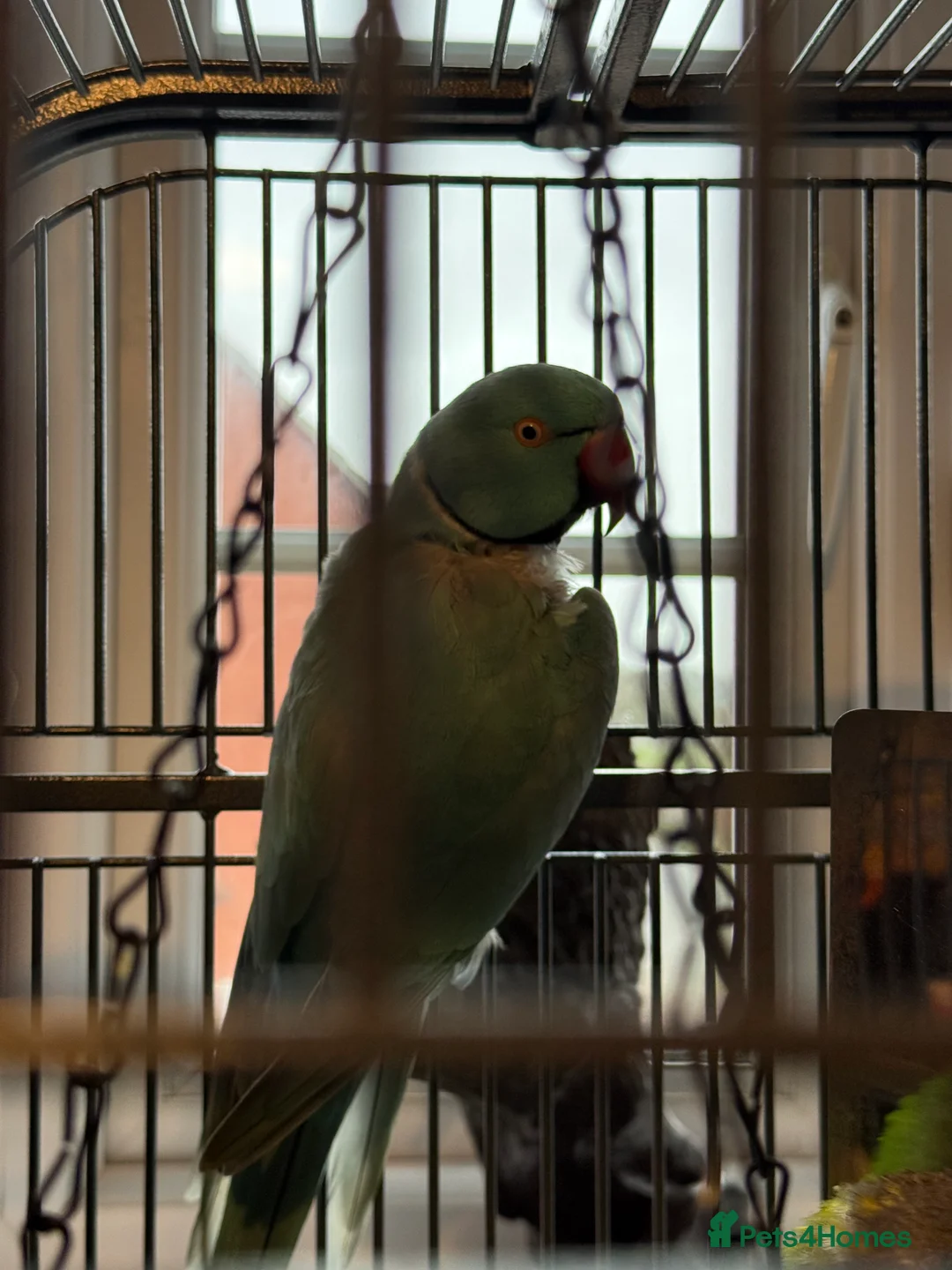 Parakeets birds for sale: Parakeets  - Advert 2