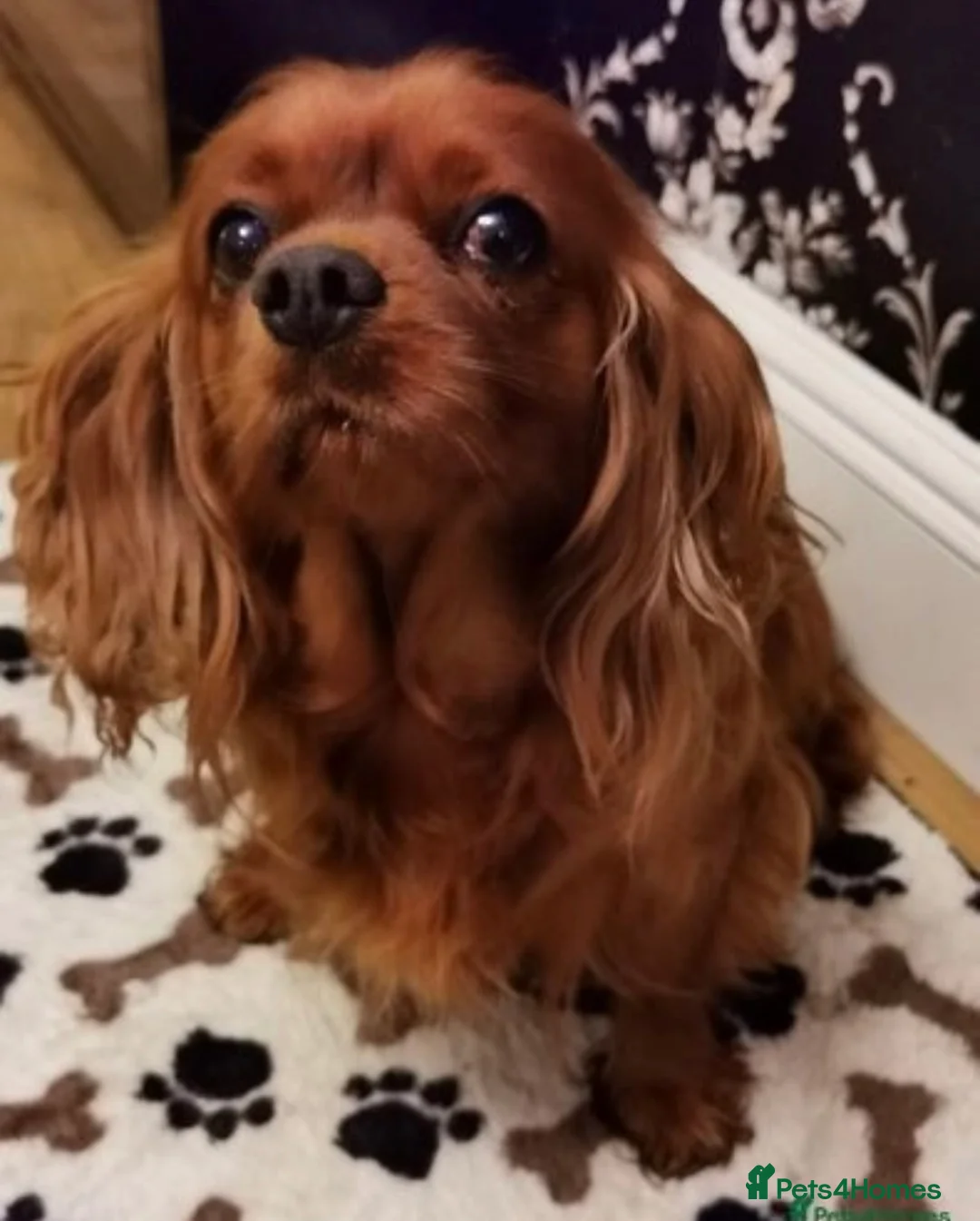 Cavalier King Charles Spaniel dogs for sale: 2x KC stunning CKCS Ruby ❤️ - Advert 2