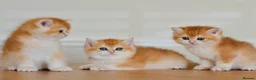 British Shorthair cats for sale: GCCF/TICA Stunning Golden BSH Chinchilla Kittens - Advert 6