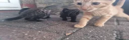 Domestic Shorthair cats for sale: Lovely Shorthair Kitties 😻 Ready for a collection - Advert 6