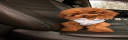 Toy Poodle dogs for sale: Gorgeous Asian Toy Poodle - Advert 3