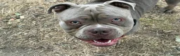 Olde English Bulldogge dogs for stud: 14 month old handsome boy in Wokingham - Advert 3