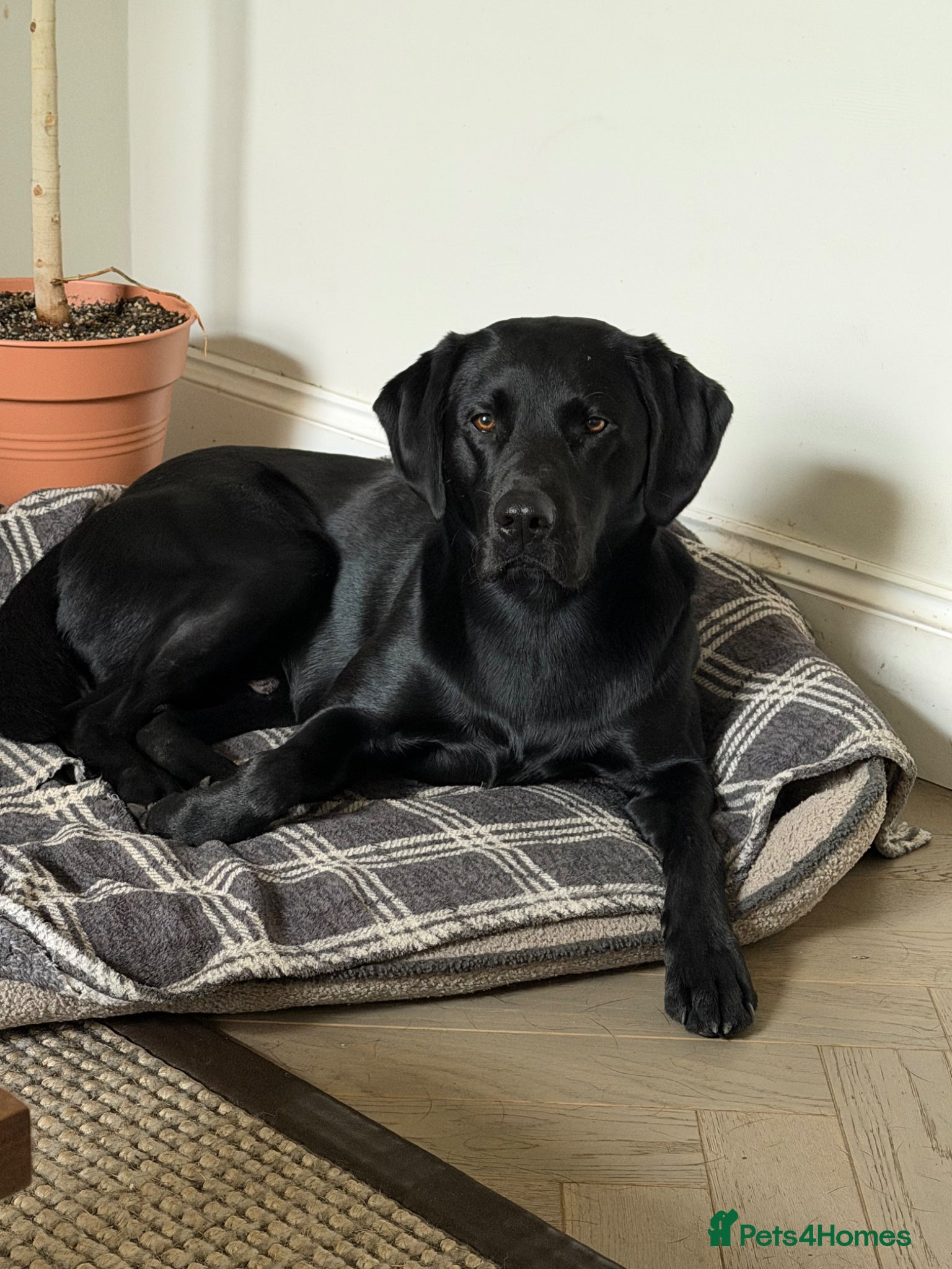 Labrador Retriever dogs Solid black working lab for stud duties - Advert 1