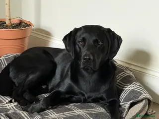 Labrador Retriever dogs Solid black working lab for stud duties - Advert 1