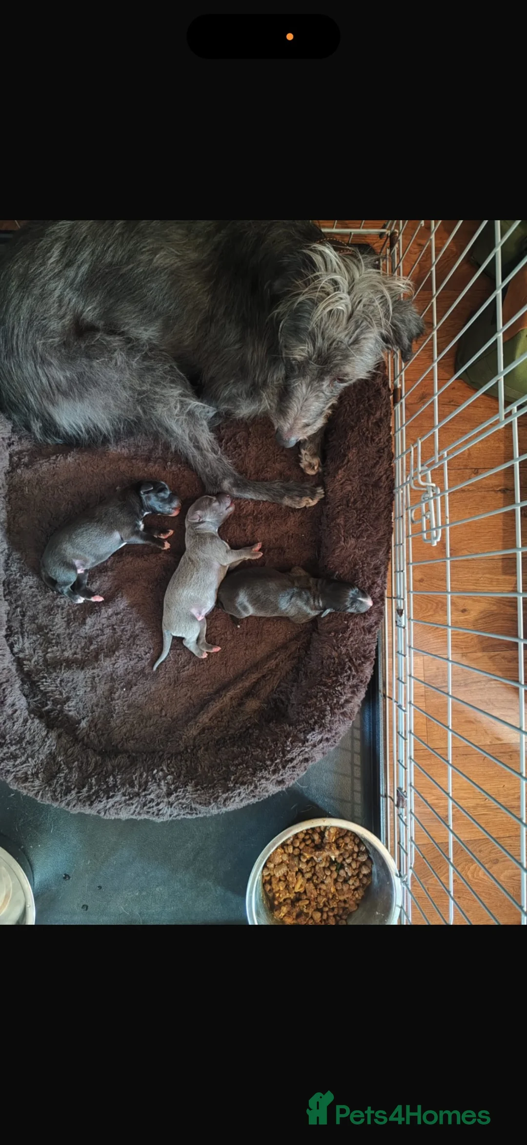 Mixed Breed dogs for sale: Bedlington whippet puppies  in Winchester - Advert 7