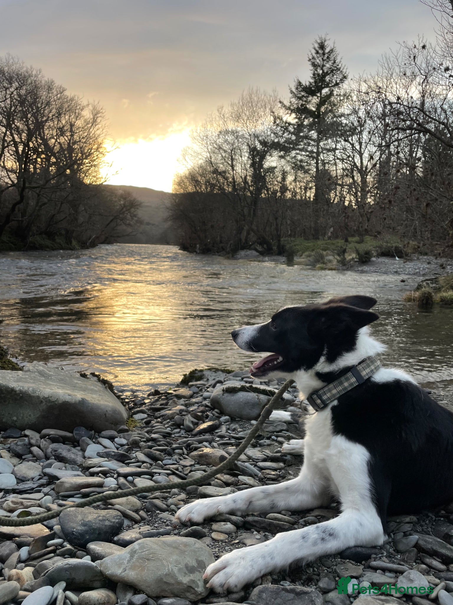 Border Collie dogs A loving border collie  - Advert 1