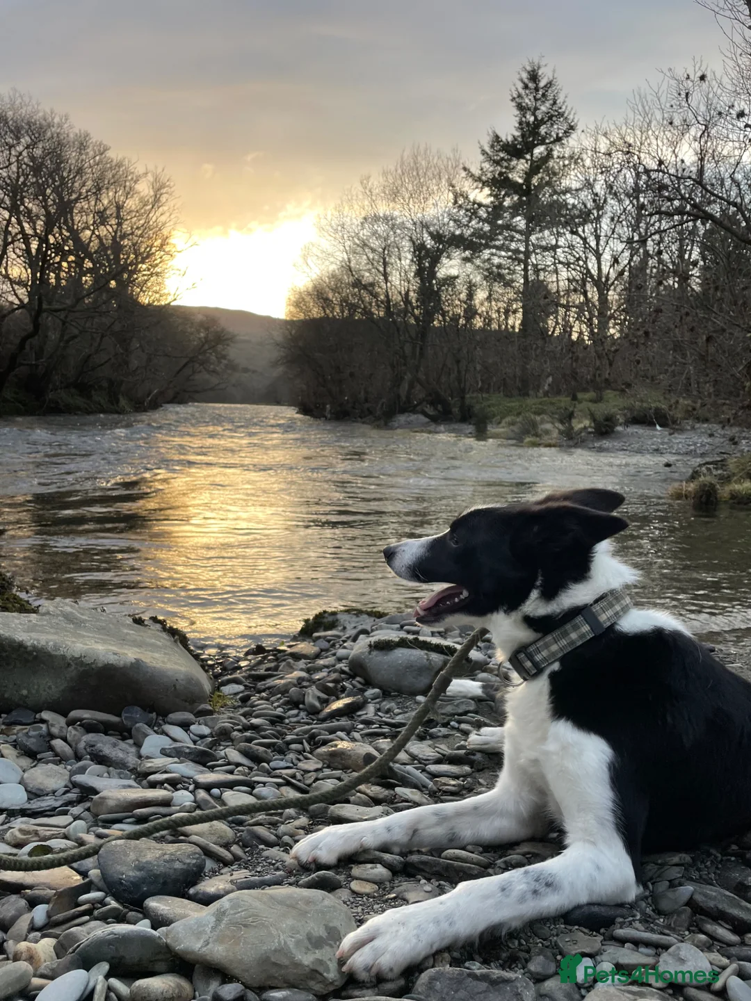 Border Collie dogs for sale: A loving border collie  - Advert 1
