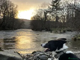 Border Collie dogs A loving border collie - Advert 1