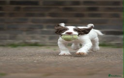 English Springer Spaniel dogs for sale: Female Springer Spaniel - Image 7