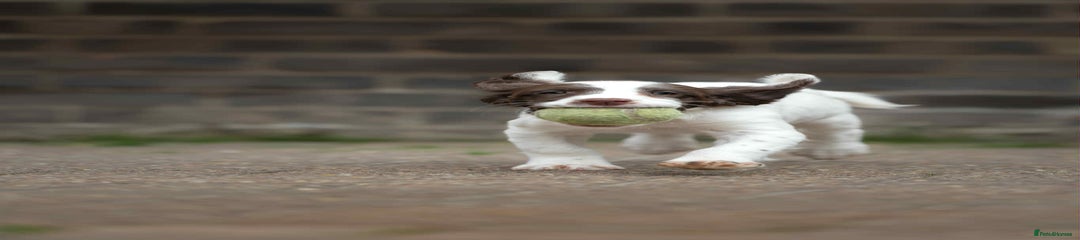 English Springer Spaniel Puppy 1