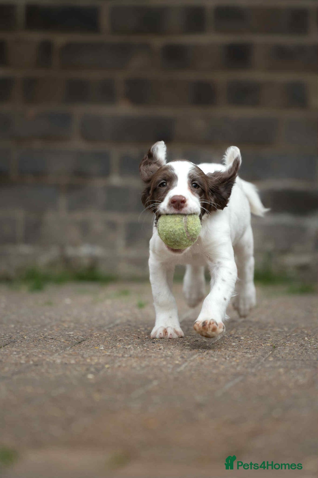 English Springer Spaniel dogs for sale: Female Springer Spaniel - Image 7