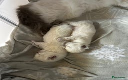 Ragdoll cats for sale: Stunning Ragdoll kittens. Champion line.  - Image 2