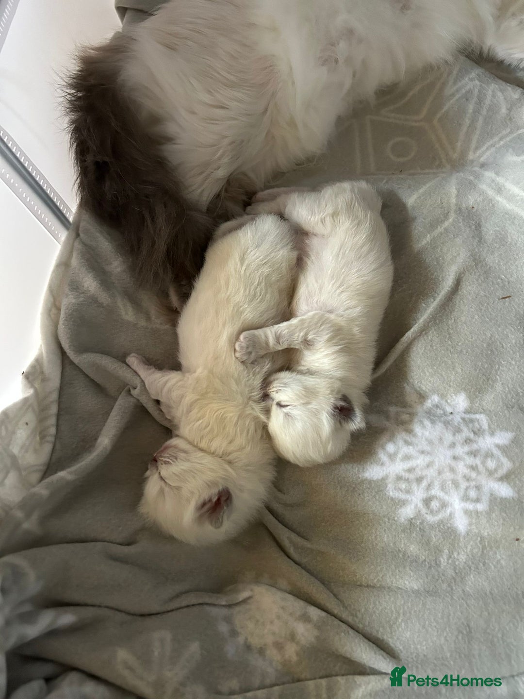 Ragdoll cats for sale: Stunning Ragdoll kittens. Champion line.  - Image 2