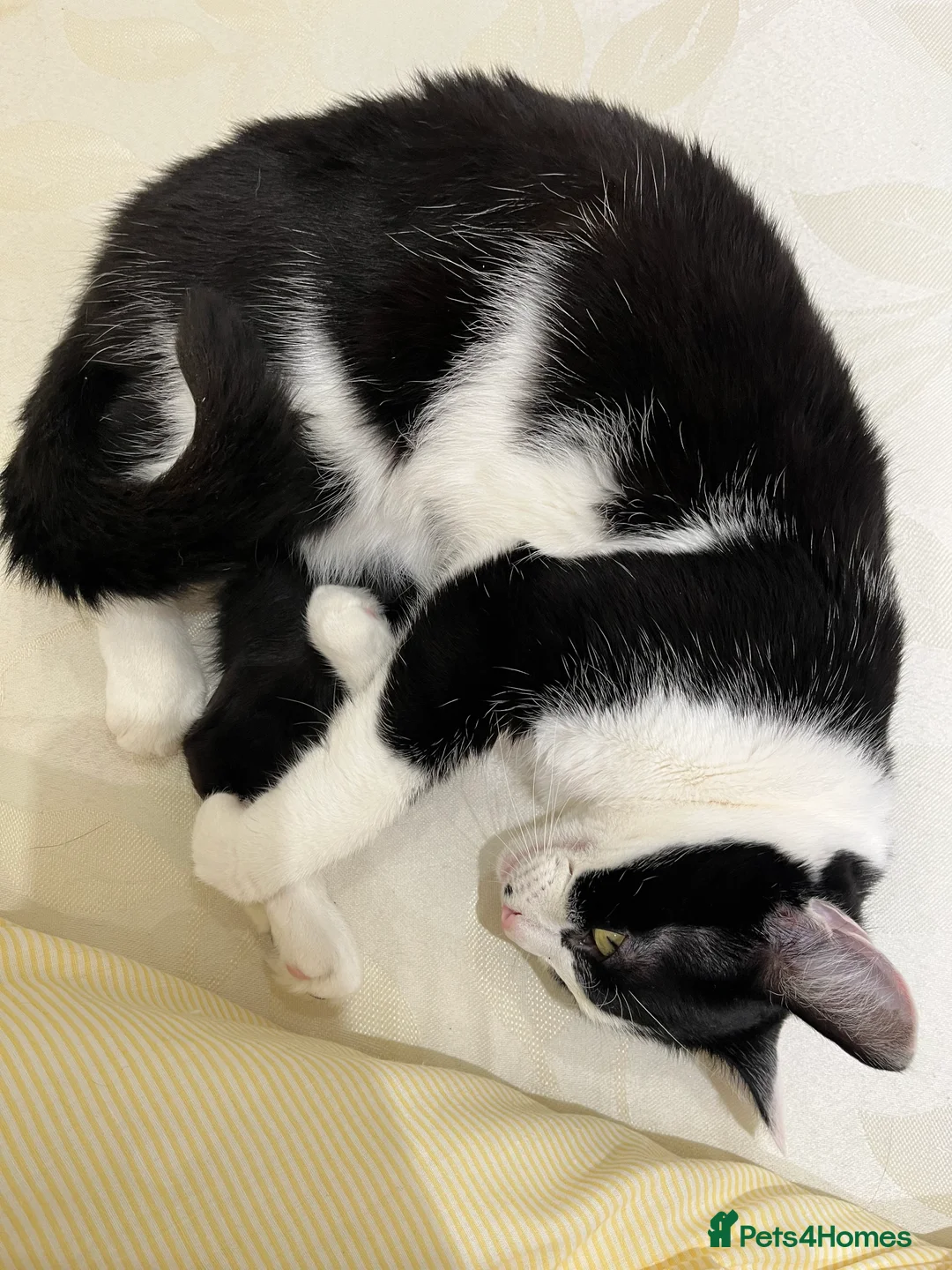 Mixed Breed cats for sale: Oreo  - Advert 3