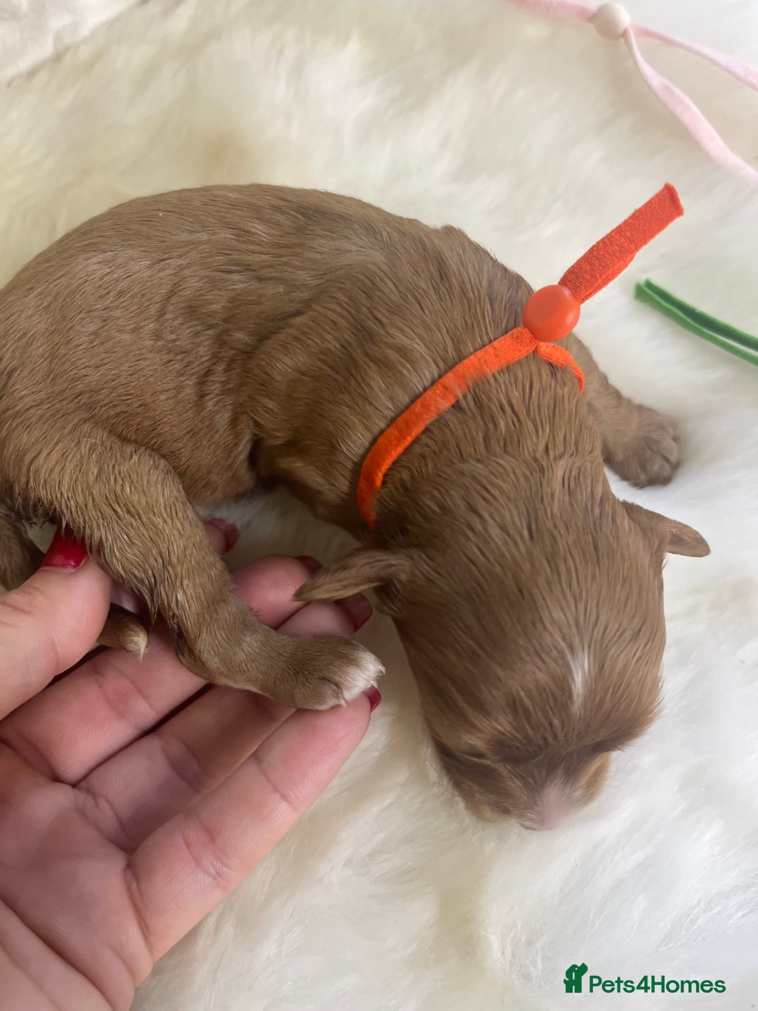 Cavapoo dogs for sale: Top Class Extensively tested F1b Toy Cavapoo pups - Image 16