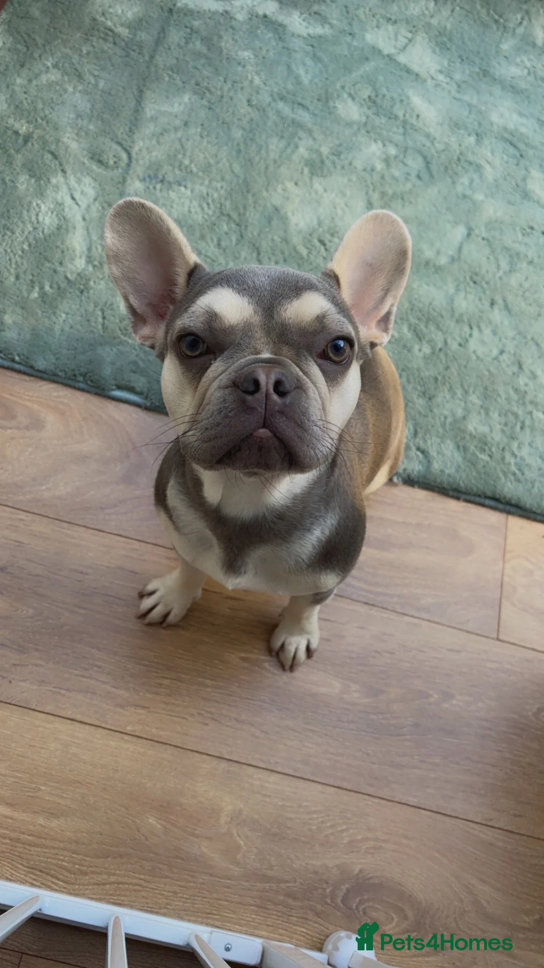 French Bulldog dogs for sale: French bulldog  in Stowmarket - Advert 3