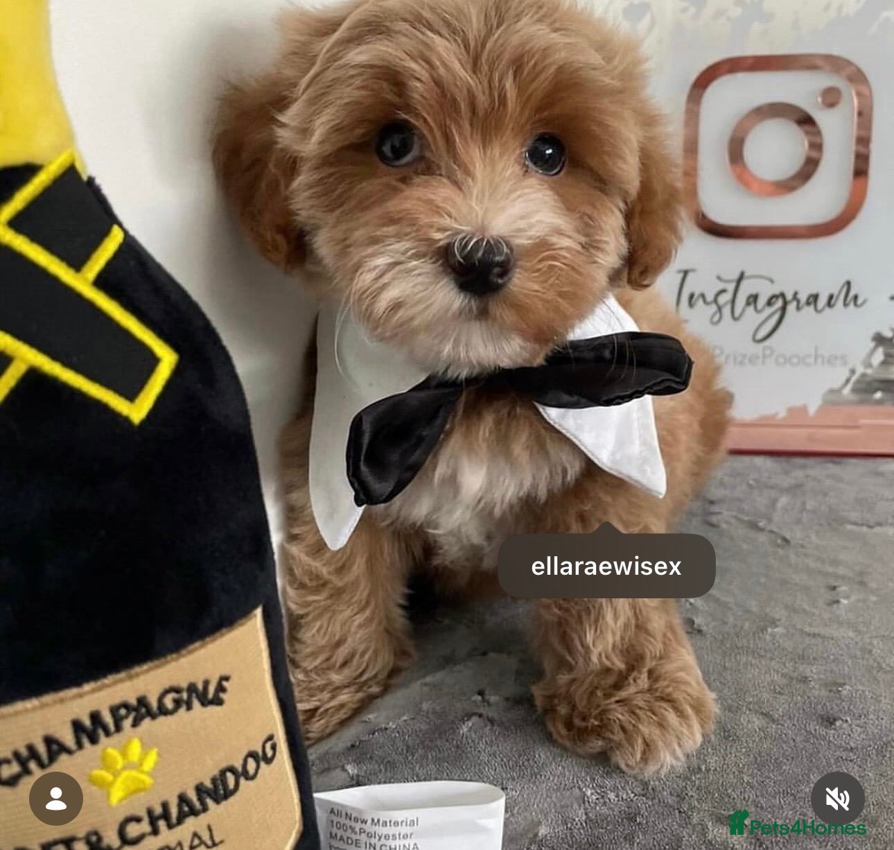 Maltipoo dogs ✨👑MALTIPOO PUPPIES 👑✨PARENTS KC✨HEALTH TESTED ✨ - Advert 13