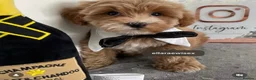 Maltipoo dogs for sale: ✨👑MALTIPOO PUPPIES 👑✨PARENTS KC✨HEALTH TESTED ✨ - Advert 5