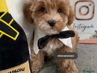 Maltipoo dogs ✨👑MALTIPOO PUPPIES 👑✨PARENTS KC✨HEALTH TESTED ✨ - Advert 13