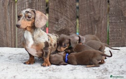 Miniature Dachshund dogs for sale: Miniature Dachshunds Chocolate and Tan Boys  - Image 15