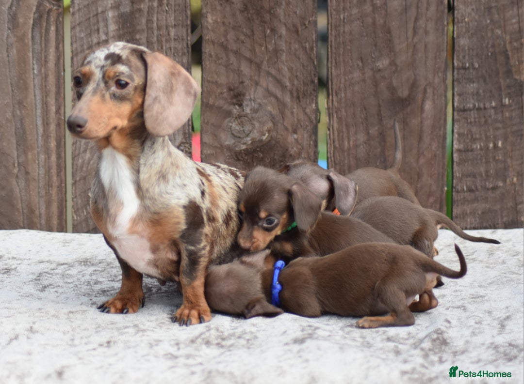 Miniature Dachshund dogs for sale: Miniature Dachshunds Chocolate and Tan Boys  - Image 15