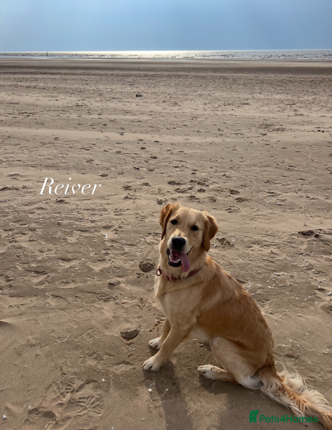 Golden Retriever dogs for sale: Best of Breed Golden Retrievers - Advert 29