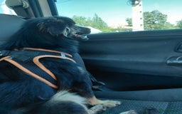 Mixed Breed dogs for adoption: ROBY, a superb puppy boy - for a Loving Home - Image 16