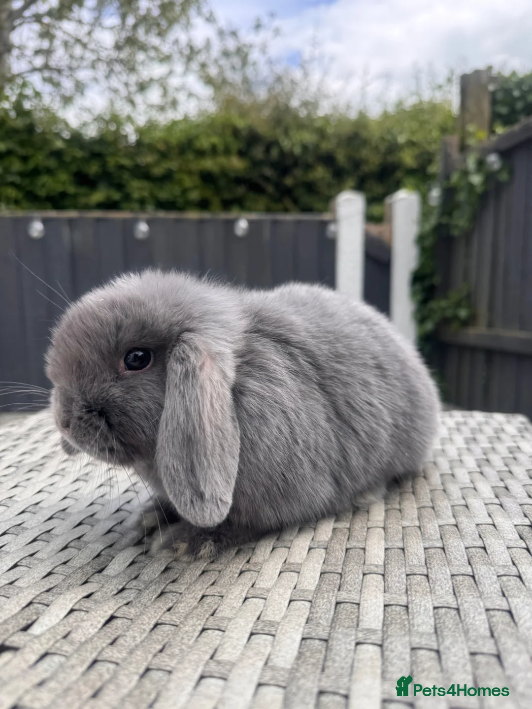 Mini Lop rabbits for sale: Mini Lop Bunnies - Advert 2