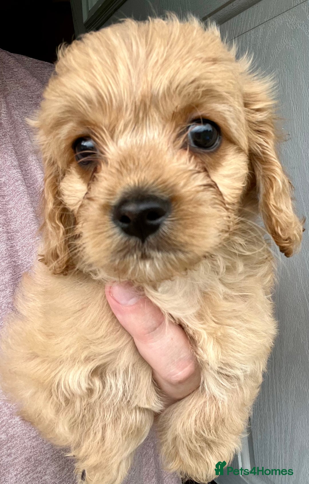 Mixed Breed dogs for sale: Last 2 puppies!  🩷 Maltipoo x Cockapoo puppies - Image 22