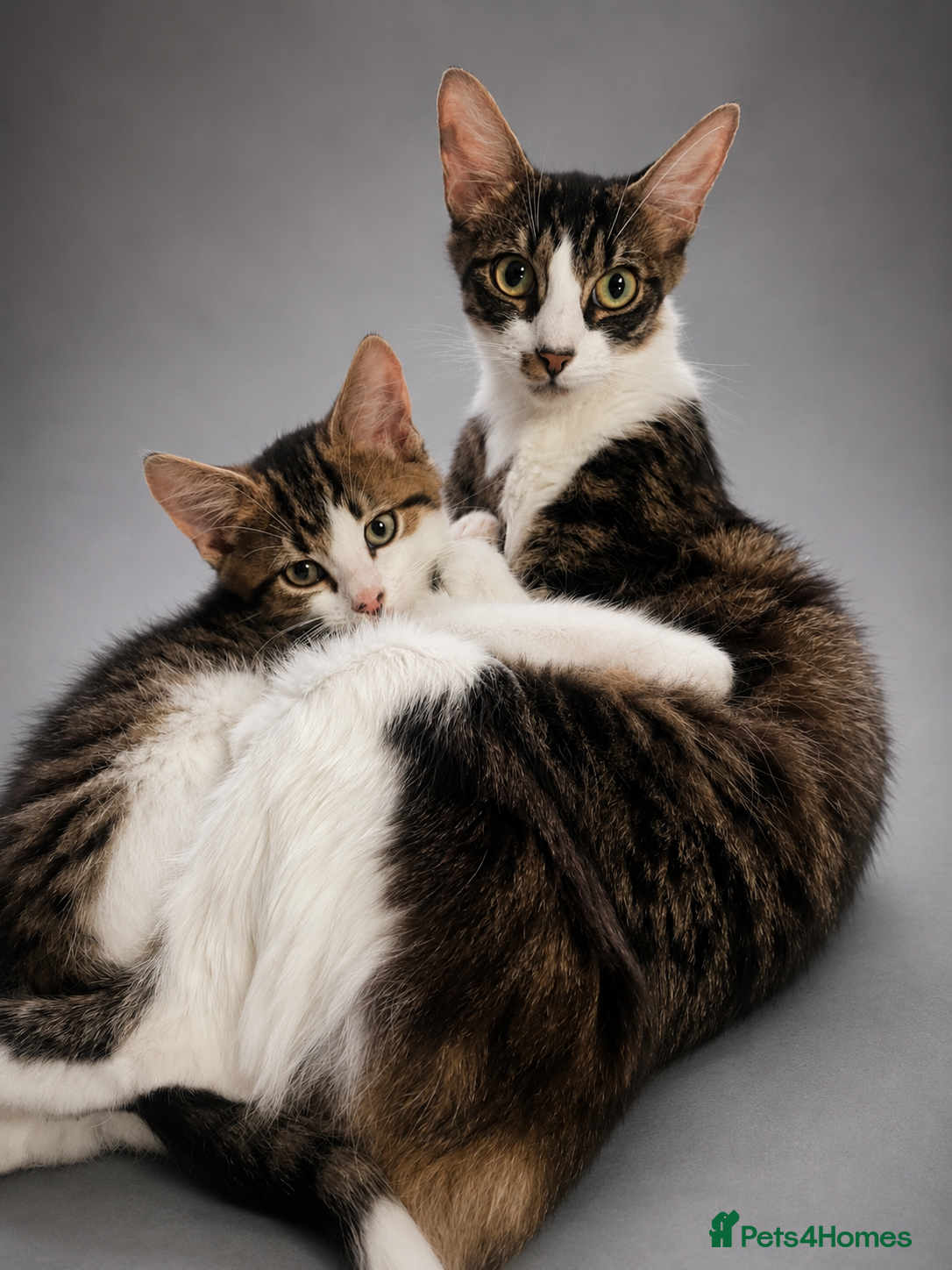 Norwegian Forest Cat cats Norwegian Forrest Cat mix bread  - Advert 9