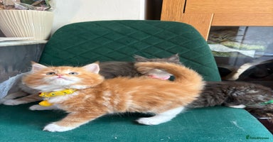 Maine Coon cats - Advert 2
