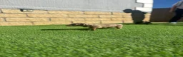 Miniature Dachshund dogs for sale: true tiny dachshunds! - Advert 28