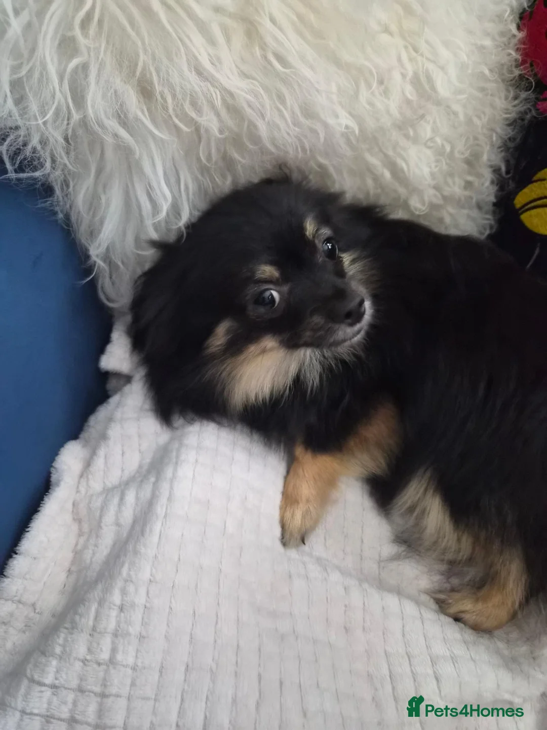 Pomeranian dogs for sale: Extra small pomeranian  - Advert 1