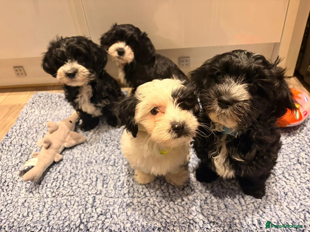 Havanese dogs for sale: Beautiful litter of pedigree havanese for sale - Advert 1