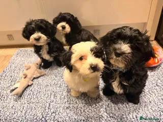 Havanese dogs for sale: Beautiful litter of pedigree havanese for sale - Advert 1