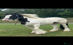 Irish Cob horses for sale: 14.2 Gelding Cob - Image 1