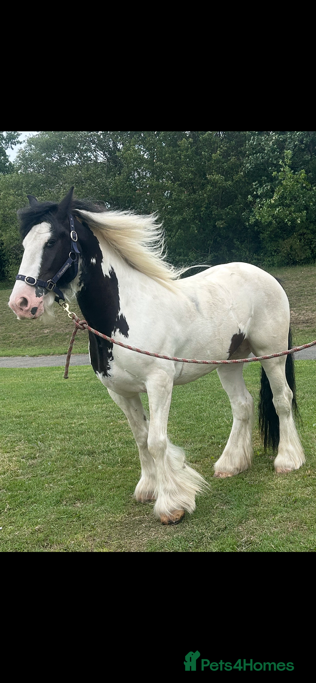 Irish Cob horses for sale: 14.2 Gelding Cob - Image 1